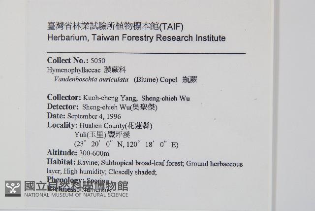 瓶蕨藏品圖，第2張