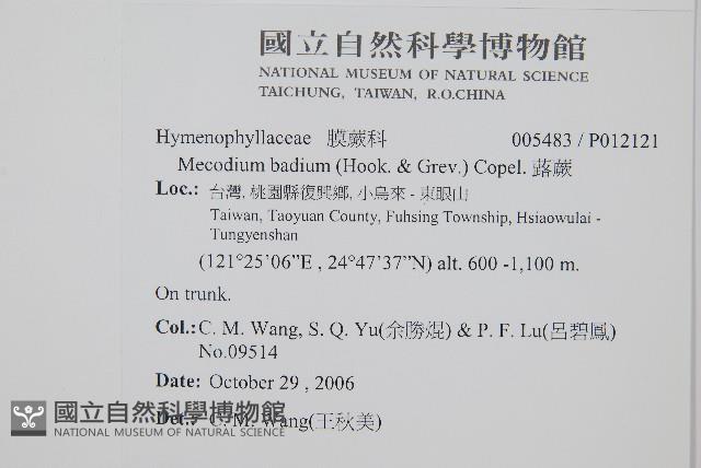 蕗蕨藏品圖，第2張