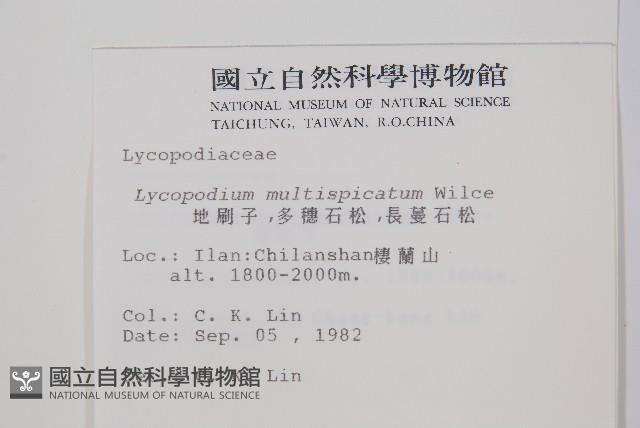 地刷子、多穗石松藏品圖，第2張
