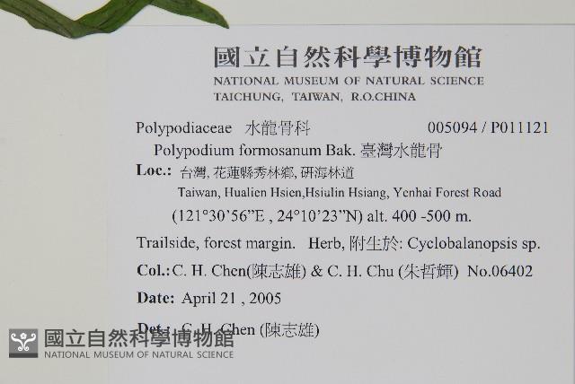 臺灣水龍骨藏品圖，第2張