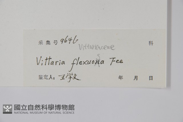 書帶蕨藏品圖，第2張