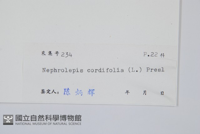 腎蕨藏品圖，第2張