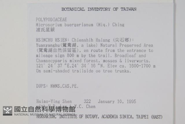 波氏星蕨藏品圖，第2張