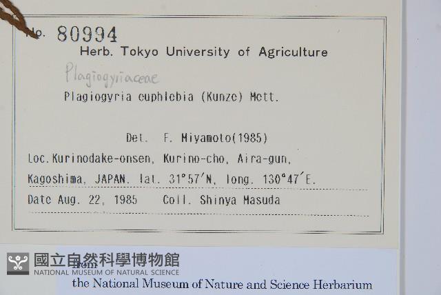 華中瘤足蕨藏品圖，第2張