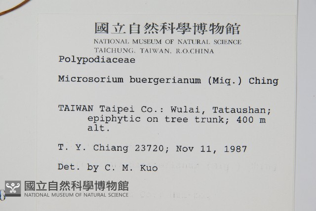 波氏星蕨藏品圖，第2張