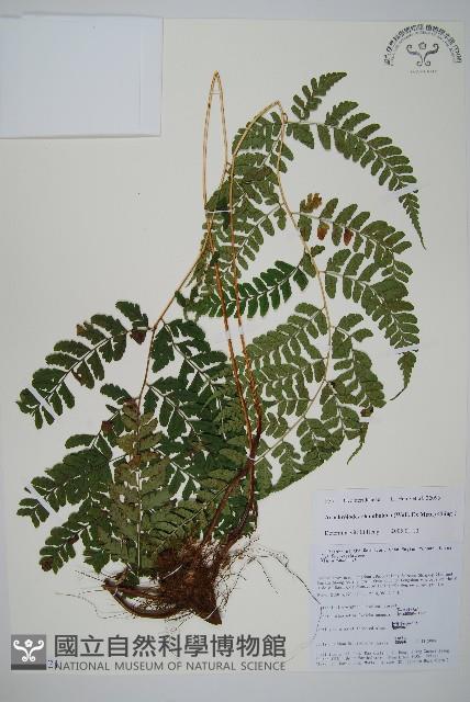 長葉鱗毛蕨藏品圖，第1張