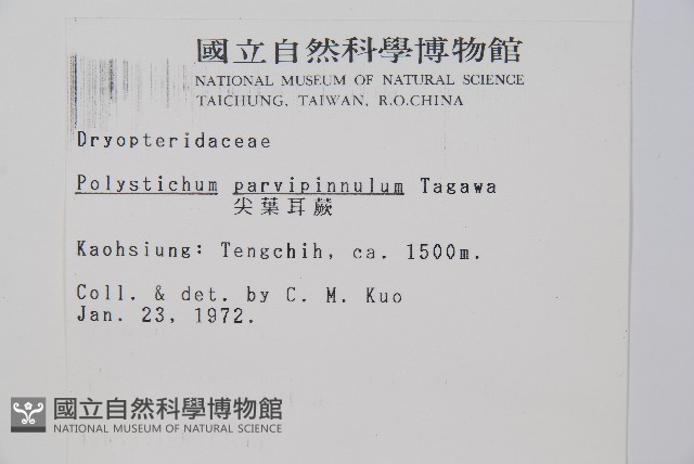 尖葉耳蕨藏品圖，第2張