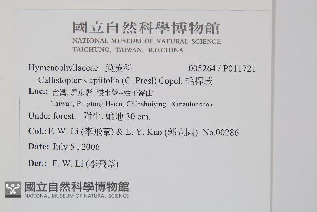毛桿蕨藏品圖，第2張