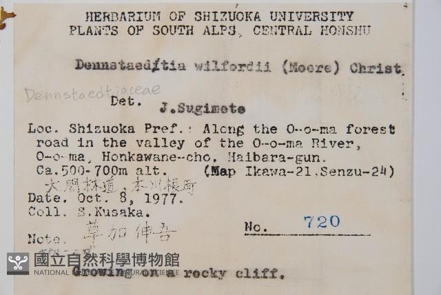 溪洞碗蕨藏品圖，第1張