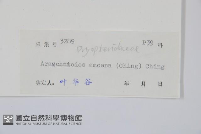 美麗複葉耳蕨藏品圖，第5張