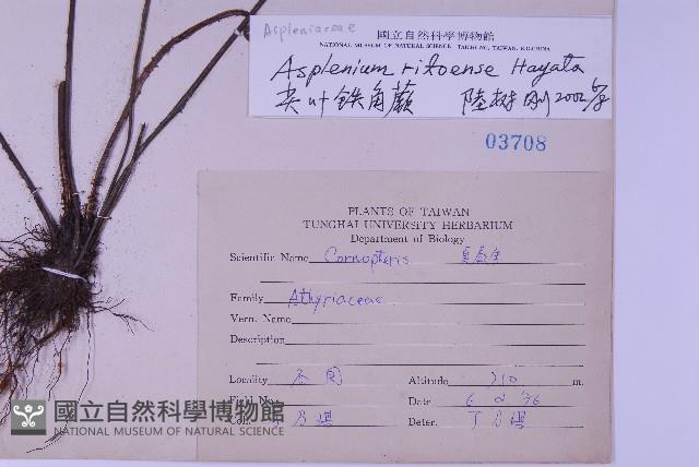 尖葉鐵角蕨藏品圖，第2張