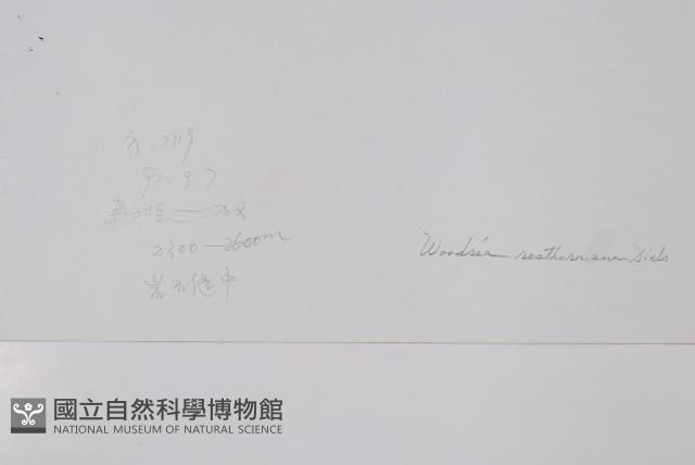 密毛岩蕨藏品圖，第2張