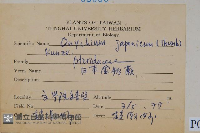 日本金粉蕨藏品圖，第2張