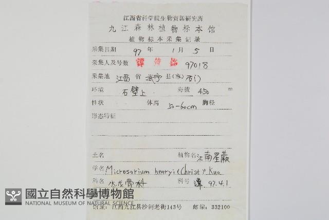 大星蕨藏品圖，第2張