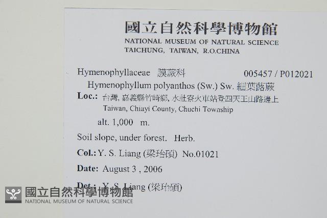 華東瓶蕨藏品圖，第2張