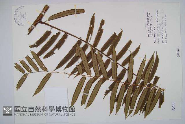 觀音座蓮藏品圖，第1張