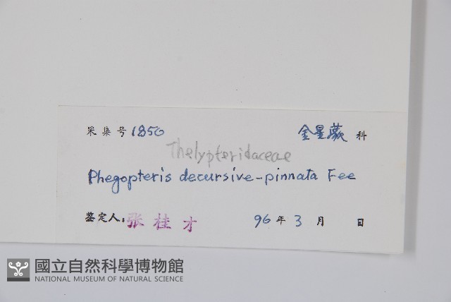 翅軸假金星蕨、短柄卵果蕨藏品圖，第2張