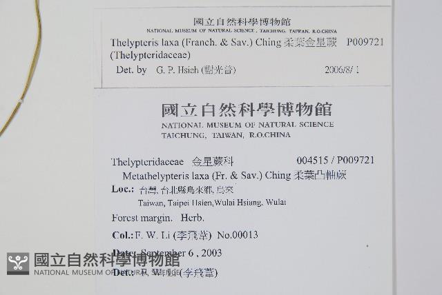 柔葉金星蕨藏品圖，第2張