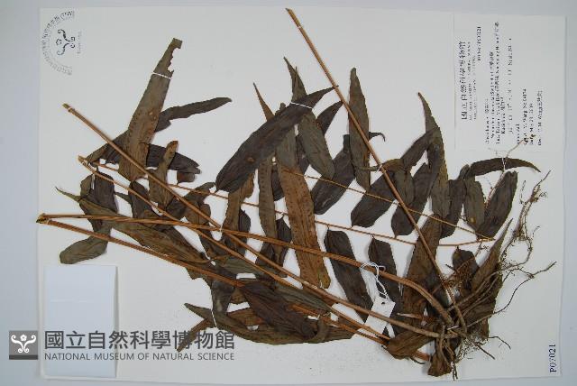 長葉腎蕨藏品圖，第1張