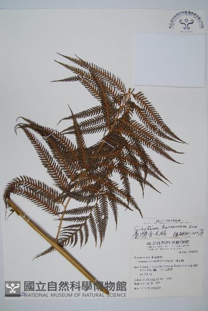 臺灣金狗毛蕨藏品圖，第1張