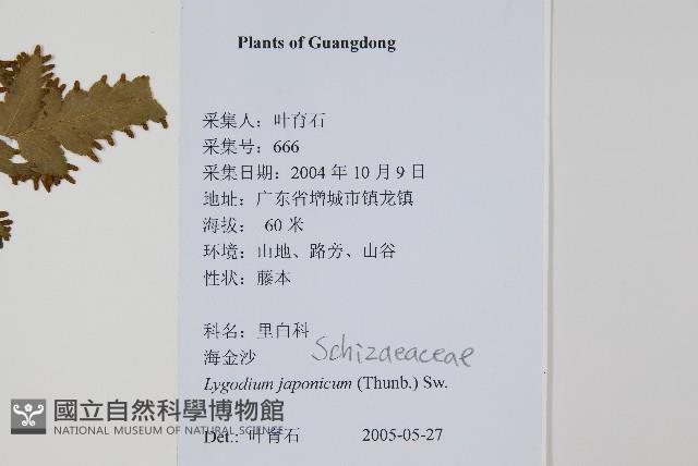 海金沙藏品圖，第2張