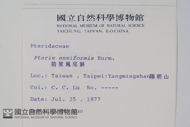 箭葉鳳尾蕨藏品圖，第2張