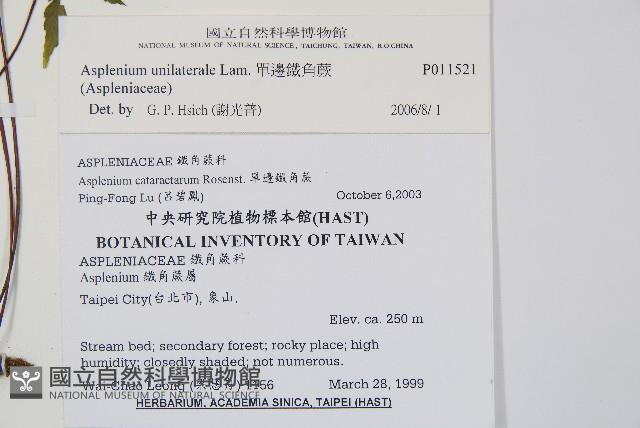 單邊鐵角蕨藏品圖，第2張