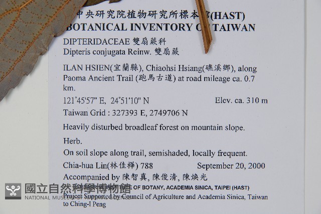 雙扇蕨藏品圖，第2張