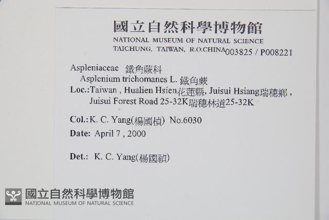 複齒鐵角蕨藏品圖，第2張