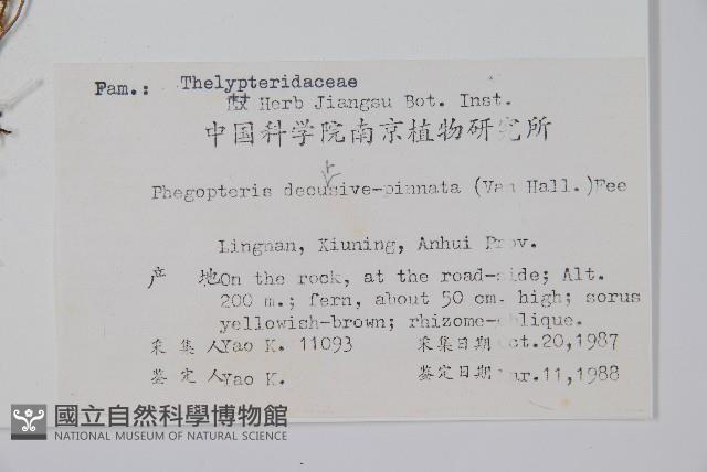 翅軸假金星蕨、短柄卵果蕨藏品圖，第2張