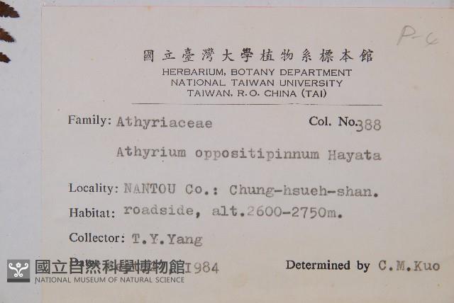 對生蹄蓋蕨藏品圖，第2張