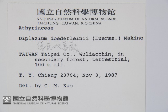 德氏雙蓋蕨藏品圖，第2張