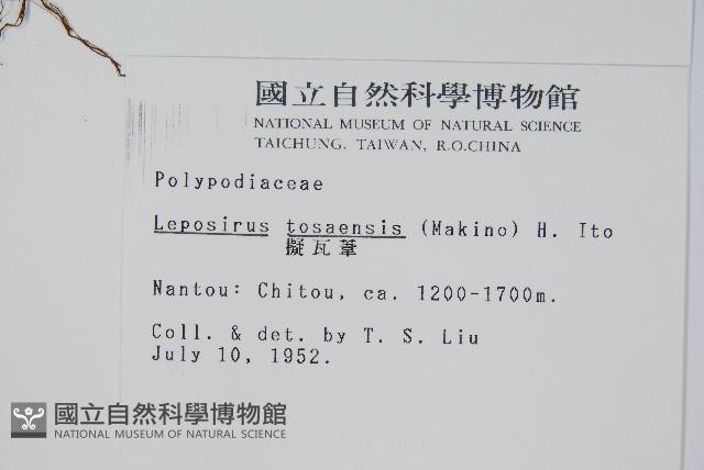 擬瓦葦藏品圖，第2張