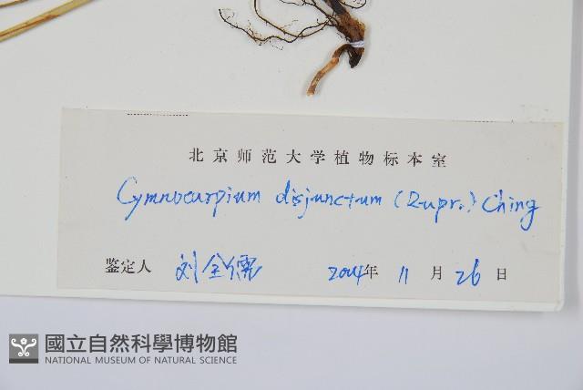 羽節蕨藏品圖，第2張