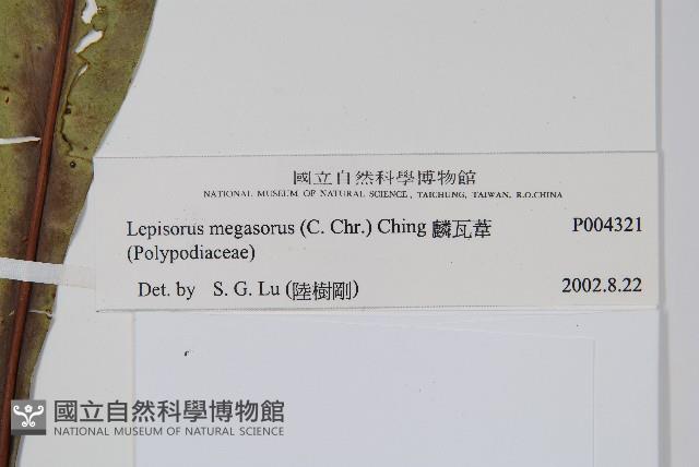 鱗瓦葦、長柄瓦葦藏品圖，第2張