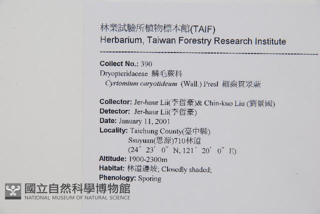 細齒貫眾蕨藏品圖，第2張