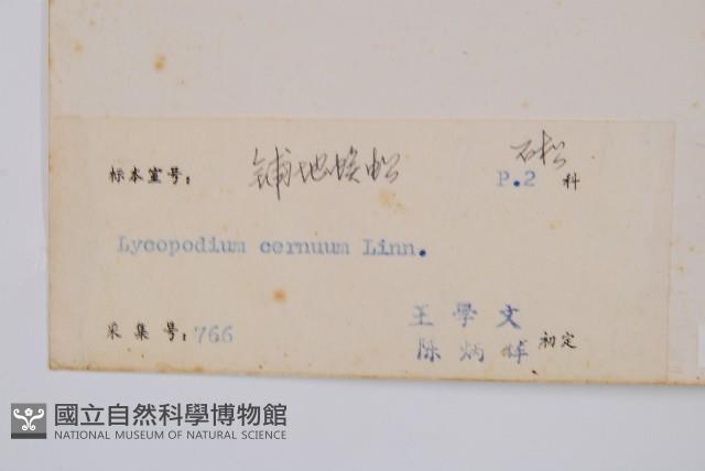 過山龍藏品圖，第2張