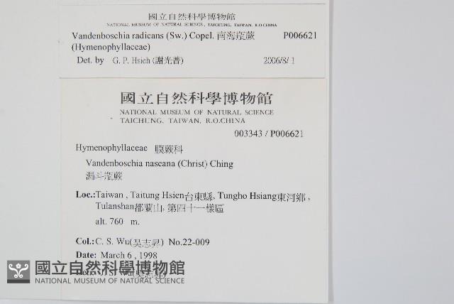 南海瓶蕨藏品圖，第2張