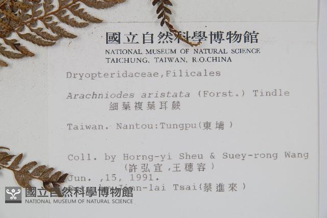 細葉複葉耳蕨藏品圖，第2張