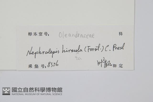 Scurfy sword fern Collection Image, Figure 2, Total 2 Figures