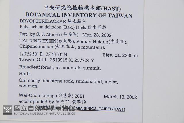 對生耳蕨藏品圖，第2張