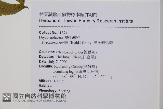 史氏鱗毛蕨藏品圖，第1張