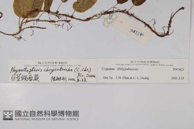 白莖假瘤蕨藏品圖，第2張