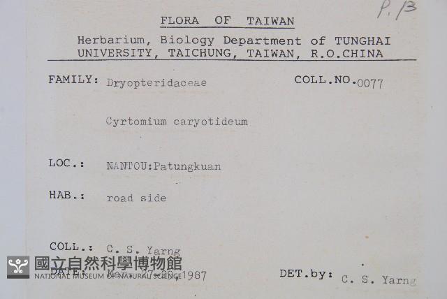 細齒貫眾蕨藏品圖，第2張