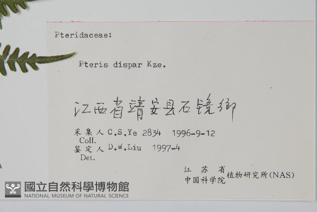 天草鳳尾蕨藏品圖，第2張