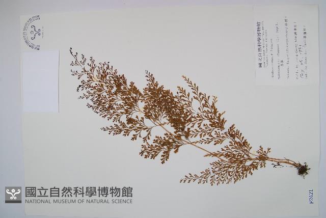 烏蕨藏品圖，第1張