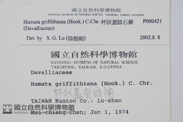 杯狀蓋陰石蕨藏品圖，第5張