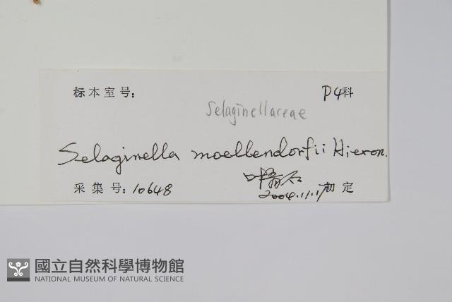 江南卷柏藏品圖，第2張