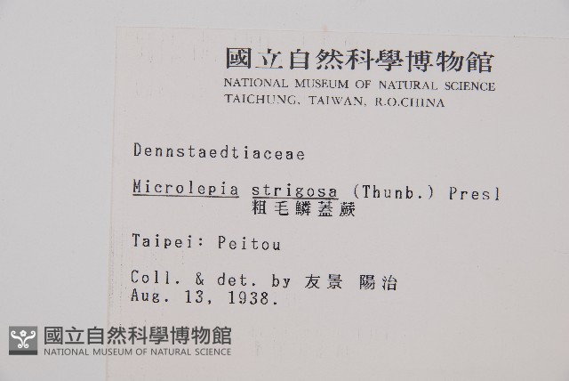 粗毛鱗蓋蕨藏品圖，第2張