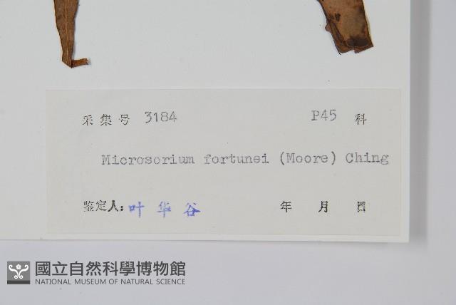 大星蕨藏品圖，第2張